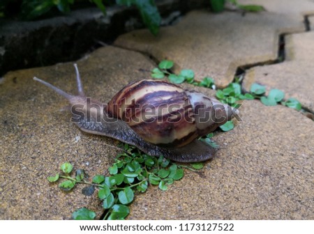 A big Snail Close up,Curious snail in the garden on floor.