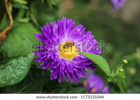 The bee collects pollen on a violet flower