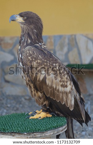 Captive white-tailed eagle (Haliaeetus albicilla) perched on an artificial innkeeper