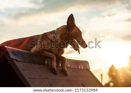 Agility training of a beautiful Malinois Belgian Shepherd dog on an a-frame rooftop on a sunny day in the sunset. Royalty-Free Stock Photo #1173133984