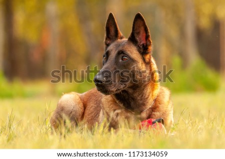 Portrait of a beautiful Malinois Belgian Shepherd dog while lying on the grass on a sunny day. Royalty-Free Stock Photo #1173134059