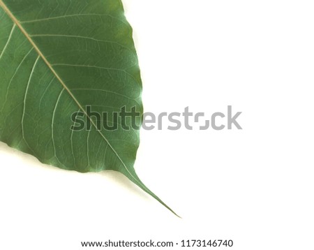 Isolated Green Bodhi tree leaf in white background with free space for text