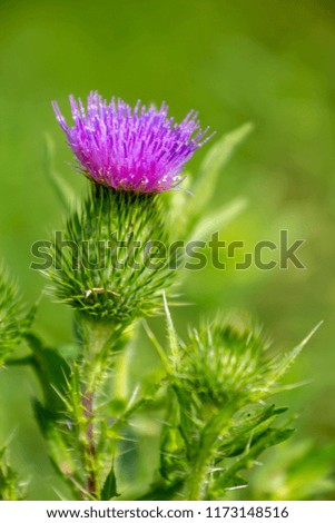 this pretty thistle bloom sits atop of a very nasty plant