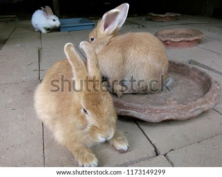 Two brown rabbits in farm, Thailand Phrae.