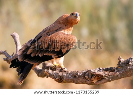 Toung female os Spanish Imperial Eagle. Aquila adalberti