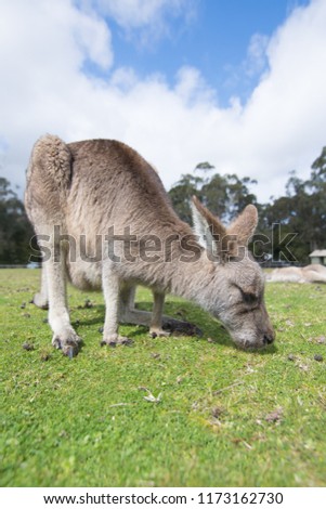 Eastern Grey Kangaroo feeding  on grass, up close portrait orientation.
