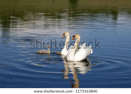 Pair of mute swans (Cygnus olor) with downy Chicks (ugly ducklings) on lake