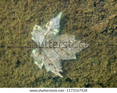 Maple leaf shot underwater giving the impression of being shot on a lunar landscape.