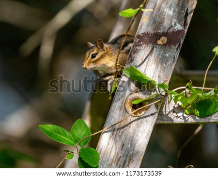 Chipmunk perched on an old wooden ladder in north Quebec Canada.