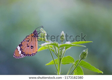 The Monarch butterfly sitting on the flower plant with a nice soft background