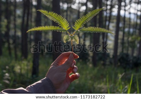 fern plant with background blue sky or pine forest