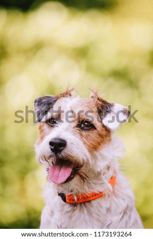Jack Russel Terrier dog in the park on summer day