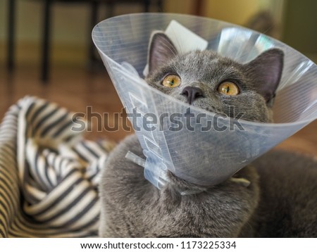 short of beautiful male 8 months British shorthair blue gray cat with yellow green eyes siting down on Striptease cotton wearing a buster collar after a sterilization looking straight ahead to camera