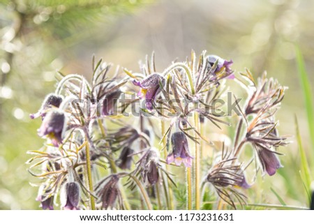 Eastern pasqueflower, prairie crocus, cutleaf anemone with water drops,  dolly shot, shallow depth of the field