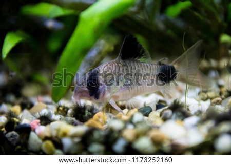 Corydoras Panda aquarium fish