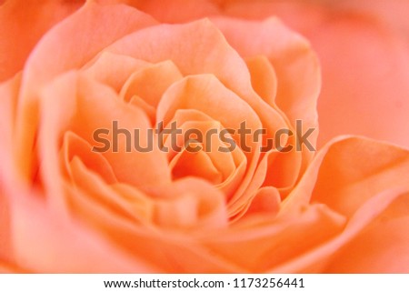 Close blurry rose petals close up. Fine coral colored floral background.