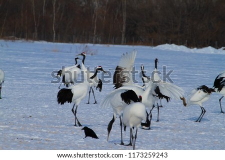 Cranes gathered in wintering areas of Hokkaido and Kushiro