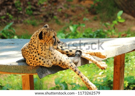 Cheetah resting in sun - Nürnberg Zoo