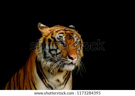 Closeup head of tiger on black background. The eyes of a tiger staring fiercely forward. Royalty-Free Stock Photo #1173284395