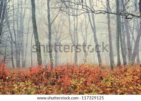 Autumn Dream. Park In Fog. (Cross Process)