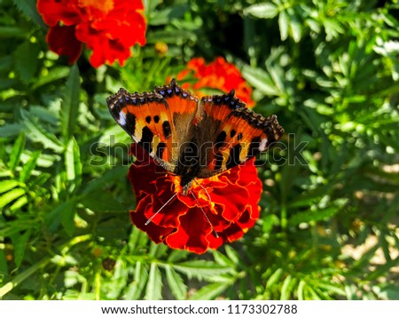Hives butterfly and flowers Tagetes