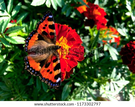 Hives butterfly and flowers Tagetes