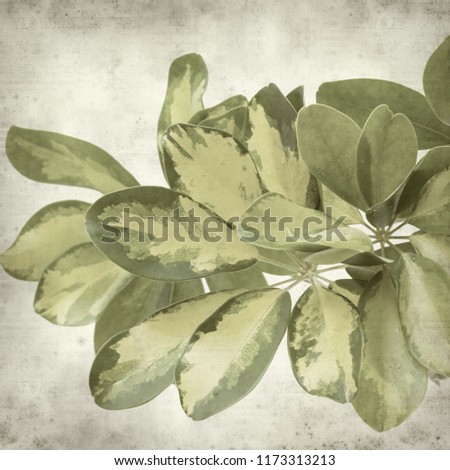 textured old paper background with variegated leaves of dwarf umbrella tree 