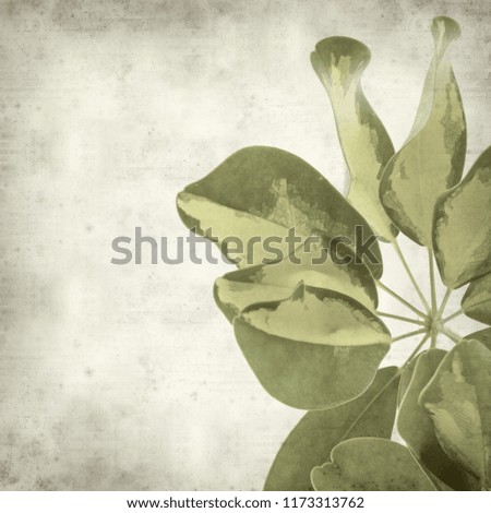 textured old paper background with variegated leaves of dwarf umbrella tree 