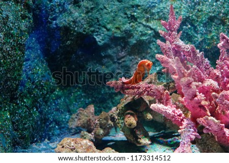 Sea horse and coral.
