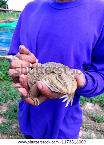 this pic show a bigger frog on hand farmer at farm, aquaculture concept.