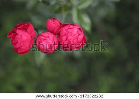 red small rose on green blur background use for card design and background picture have space on the bottom right for space