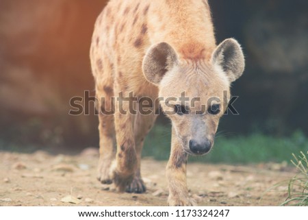 Behavior of spotted hyena under sunlight