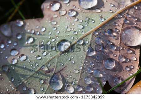 
oak leaves and dew drops, autumn background