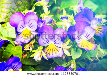 Flowers Viola tricolor Pansy in the sunlight