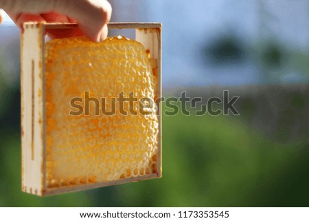 Fresh honey in the comb. Honeycomb with honey on the background of nature.