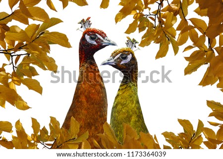 Two amusing peacocks are painted in autumn colors on a white background against the background of leaves. Autumn concept. Creative idea.