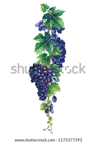 Watercolor bunches of blue grapes hanging on the branch with leaves. Hand painted illustration isolated on white background