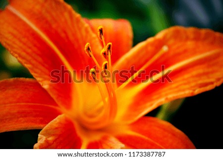 Orange Lily Flower, Alberta, 2013
