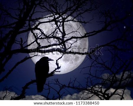 Raven on branches in a moonlit night