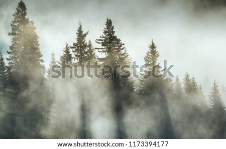 The sun rays pass through the trees on a thick fog. Earlier autumn in the forest with fog and mist on sunrise. Abstract landscape in the mountains, with fog in the forest Royalty-Free Stock Photo #1173394177