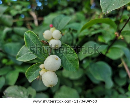 Snow berry Bush