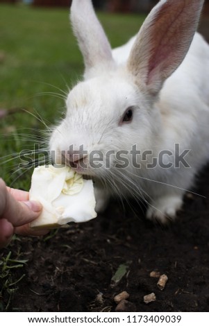 Feeding a white rabbit