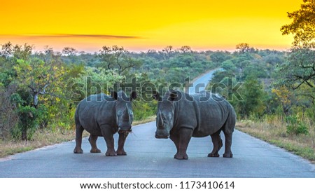 Two Rhinos standing on a road at sunset in Kruger National Park, South Africa Royalty-Free Stock Photo #1173410614