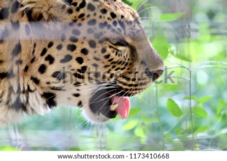 Leopard eating in sanctuary