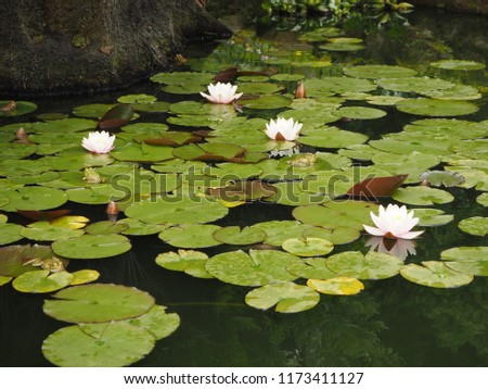 the frog sits on the leaves of a water lily