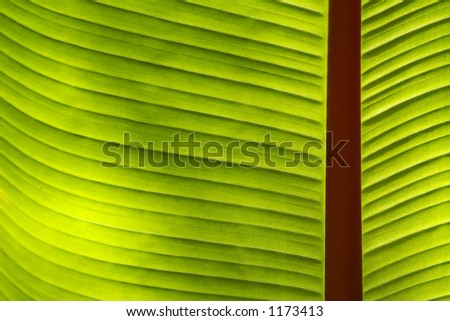 Palm / Banana Leaf