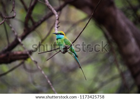 Bee-eater perched on twig, Sigiriya - Sri Lanka