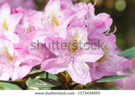 Rhododendron (azalea ) flowers of various colors in the spring garden. Closeup. Blurred background.