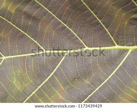 texture of Teak Wood leaves with vines background pattern, brown leafs. It is scientifically known as Tectona grandis.