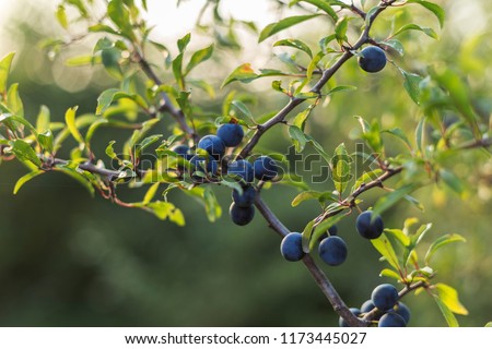 Prunus spinosa (blackthorn, or sloe). The fruits of blackthorn (Prunus spinosa). prunus spinosa berries commonly known as blackthorn or sloe Royalty-Free Stock Photo #1173445027